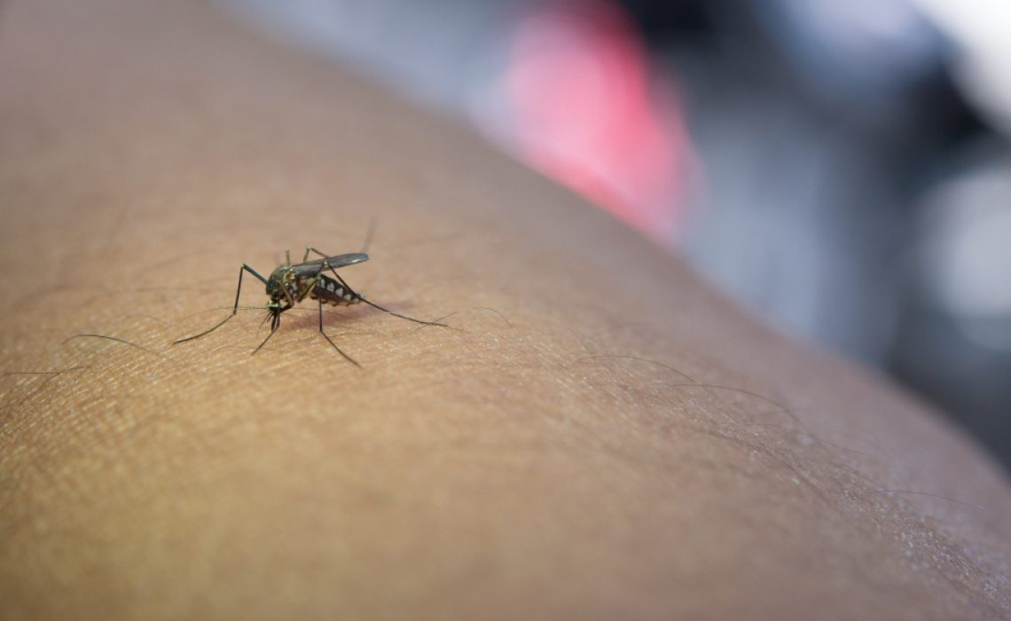 mosquitos